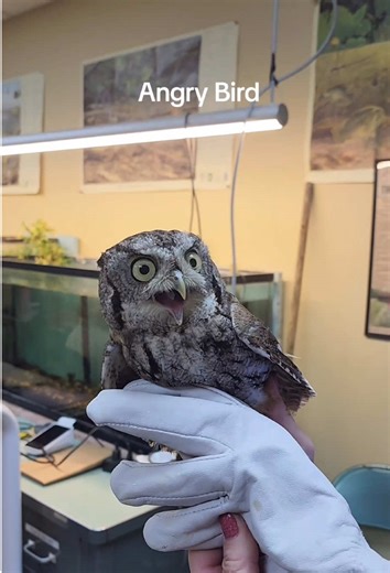 Owl is fly cat😂🦉#fyp #funny #owl #cute #foryoupage | owl