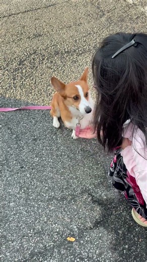 Dog training attempt 😅 #corgi #doggielife