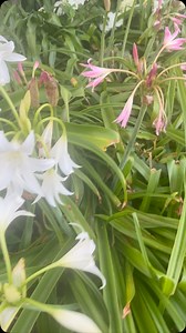 Do you grow Cape Lilies? That marvelous deer resistant bold blooming bulb. It’s in flower just now at #mossmountainfarm. We have both the white and the pink and they’re cold hardy through zone 7a to zone 10. Also, these flowers love the heat…and are very disease resistant. Known as Crinum x powellii it’s a plant long seen in southern gardens. Once you have it established it will persist for decades. #paintingwithplants #mossmountainfarm | P. Allen Smith