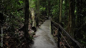 Walking trail in Natural Bridge, Springbrook National Park, Gold Coast Hinterland, Australia