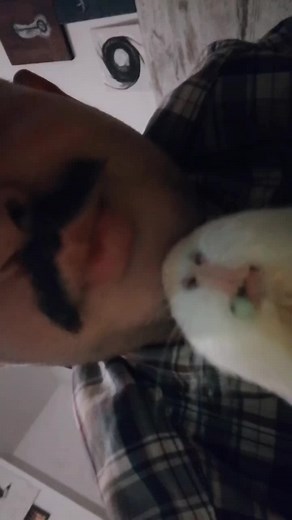 How to Care for Your Guinea Pig