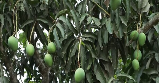 Malda mango traders push for airport reopening to boost exports and farmer earnings ahead assembly elections