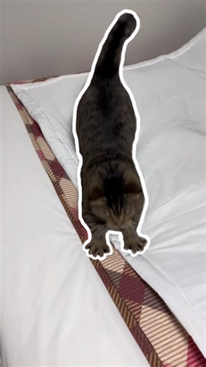 Favorite Cat Moves A Collection of Adorable Moments