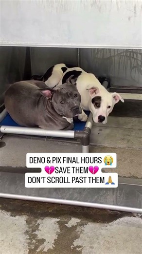 DENO & PIX NEED YOUR HELP RIGHT NOW… PLEASE DON’T LOOK #usa #canada #rescue #london #uk