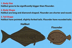 What is the difference between flounder and baby flounder? [2025] | QAQooking.wiki