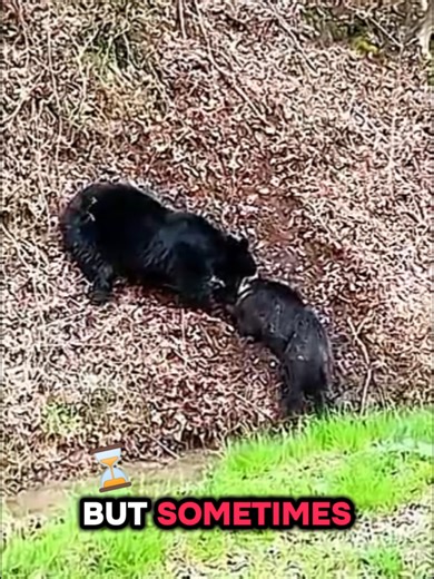 Part 1 | Black bear attacking a wild hog #bear #hog #wildlife #wildanimals #wildhog