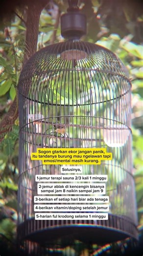 Sogon sering gentarkan ekor? jangan panik ini pembahasannya #kicaumania #sogon #birds