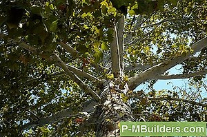 Sycamore Tree Planting Facts 🔧🔧 Tipps Für Heimwerker. Machen Sie Ihre Eigenen Hände - 2025