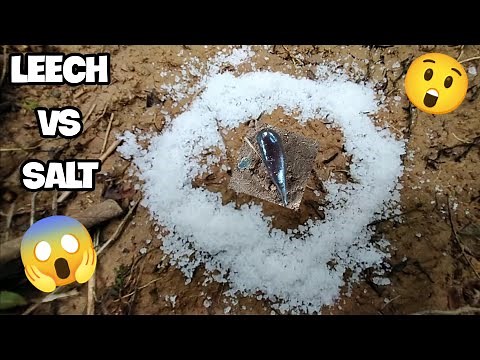 😱AN AMAZING EXPERIMENT LEECH VS. SALT