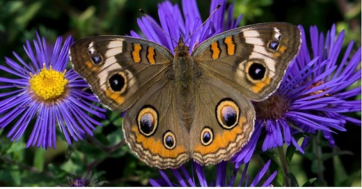 From Rainforests to Deserts: Where Butterflies Call Home