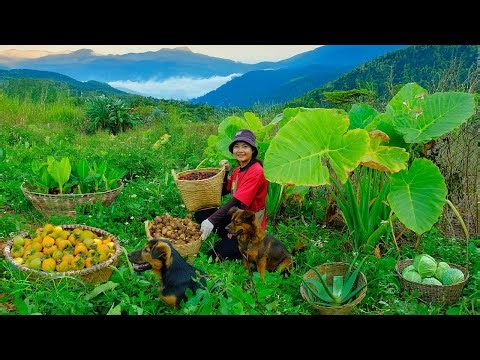 Full Video: Harvesting Taro Goes, Cabbage, Persimmon, Young Banana, Mulberry, Aloe Vera | Tieu Lien