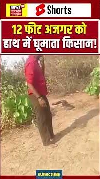 12 Feet Python Viral : 12 फीट अजगर को हाथ में घूमाता किसान! | Viral Video | Shorts |