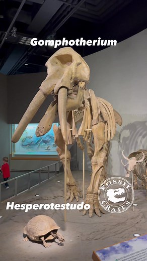 Western Wildlife Showcase at the Denver Museum of Nature and Science