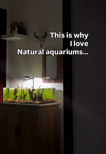 Natural aquarium aquascape tips for low-maintenance fish tanks