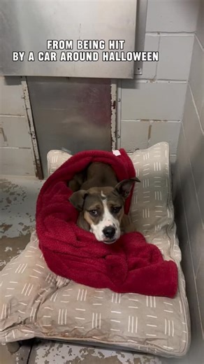 Marley came to us as a transfer from Harris County Animal Control after being hit by a car. She arrived as a stray, injured and in need of immediate medical care, but from the very beginning, it was clear she was one determined pup. 💪🐾 Even while in a cast, Marley tried her best to get up and move around, refusing to let her broken bones hold her back. During her recovery in a loving foster home, she truly showed us just how remarkable she is. With time, care, and compassion, Marley healed. To