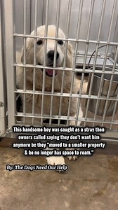 Rescued by Great Pyrenees Rescue Society. 🩵 💔Owners called to say they don’t want this handsome boy anymore after 5 years as he wandered off.. Sweet boy doesn’t deserve this. Please help us find him a hero by watching until the end (21 seconds), interacting, & sharing! This beautiful Great Pyrenees boy was caught by animal control then his owners called to say they don’t want him anymore because they moved to a smaller property & he “no longer has space to roam.” He is dog & kid friendly, abou