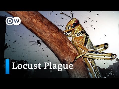 Why we’re seeing the worst locust invasion in decades and how Covid-19 exacerbates it | DW Analysis