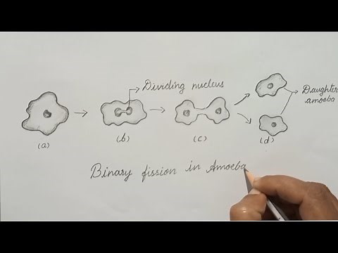Binary fission in amoeba