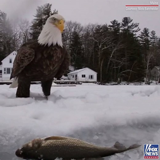 One man's catch is another bird's meal, apparently. Incredible video shows a bald eagle stealing a fisherman's first catch on Little Sebago Lake in Maine. https://fxn.ws/2R3G7Xg | Fox News