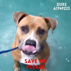 󾟹󾟹󾟹The shelter sent a plea for DUKE! LAST CALL FOR DUKE due to long length of stay at the shelter! DUKE WILL BE EUTHANIZED TODAY IF NOT SAVED‼️‼️PLEASE PLEDGE TO RESCUE! Foster if you can! Duke #A1749222 is a medium/small size american bulldog, only 2-years old and has been at the shelter since Dec 28, 2015. 40 DAYS AT THE SHELTER‼️󾭏 Duke is very sweet and affectionate. He is good with dogs and people. I love his personality, he is calm yet curious, one perfect four-legged gentle-pet. He tru