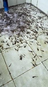 1 month old fish 😊❤️ #asfarmingph #farmph #farmingph #farm #Hito #catfishfarming #catfish | As Farming Philippines