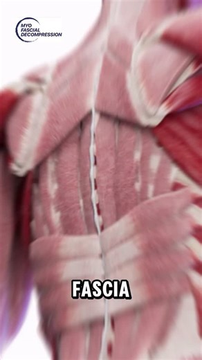 1.7K views | Know your anatomical layers, know your cupping...