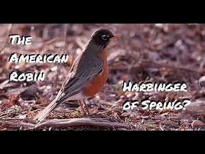 The American Robin: Harbinger of Spring?