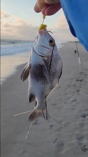 Margate caught at the beach across from Patrick Space Force Base, tight lines!