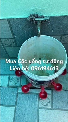 Cốc uống nước tự động gắn thùng sơn dành cho gà vịt dùng vô cùng hiệu quả tiện lợi.#máng uống cho gà