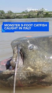 A monster 9-foot catfish was caught by a fisherman in Italy last month. See what could be a world-record reeling-in. | NewsNation