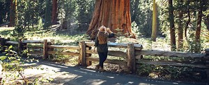 Big Trees Trail in Sequoia National Park — Flying Dawn Marie  | Travel blog, guides & itineraries for adventurous travellers
