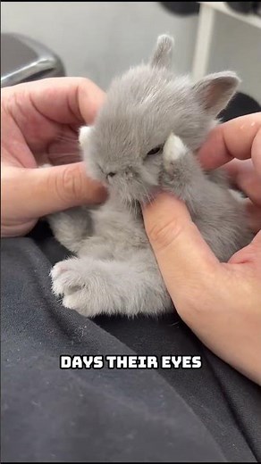 How Fast Baby Rabbits Grow (Week by Week)