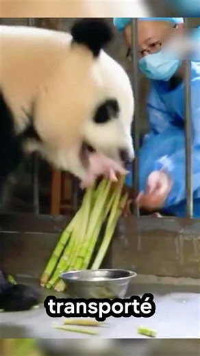 🐼 The panda who adopted a baby! #pandas #nature #motherlylove