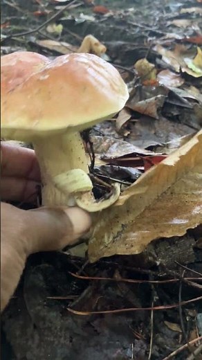 Exploration: I find an edible boletus mushroom in the coniferous forest