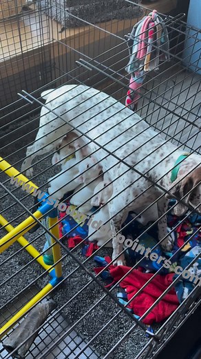 22 reactions | Sioux Ridge Pointers on Reels | Facebook