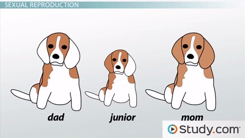 Sexual Reproduction: Inheriting Genes from Each Parent