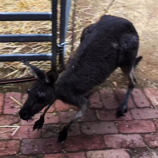 21K views · 1.5K reactions | This morning, a very special old friend...