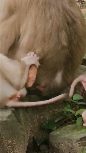 Why Macaque Monkeys Make AMAZING Pets but Require Special Care #monkey