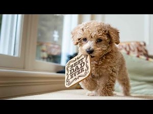 BEST OF IRISH DOODLE | DOG STORM