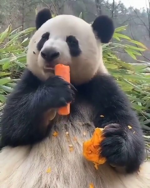 Adorable Panda Enjoys Crunchy Carrot with Delight