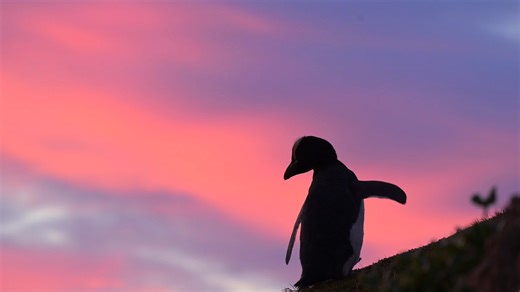 Did you know there are eight species of crested penguins belonging to the genus Eudyptes? The penguin in this video is a Tawaki nana hī, Erect Crested penguin (Eudyptes sclateri). Tawaki nana hī populations are also in decline but we do not tend to see this as their breeding grounds are on the remote Bounty and Antipodes Islands. Often we will find them moulting along the south east coast of Te Waipounamu, where they are subsequently brought to our rehab if they are under weight or moulting on a