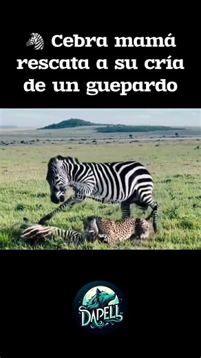 Así defiende una madre cebra a su cría de un guepardo 🐾 #guepardo #cebra #animales