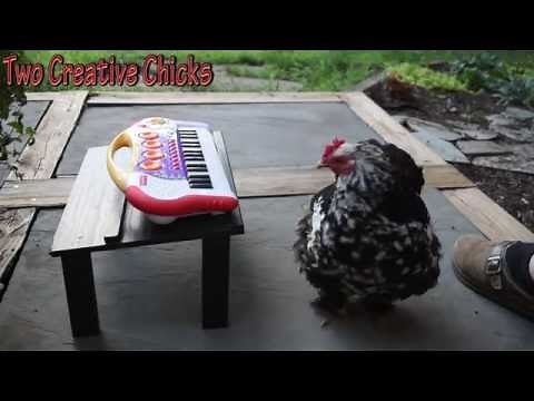 Chicken Playing Piano Keyboard