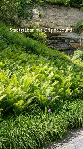 Statt Musik - Natur pur: Nur 🐦 Vogelgezwitscher, 💦 Wasserplätschern und der Rasenmäher der Stadtgärtnerei. 😅 Die Stadtgräben sind für uns ein echter Kraftort! ✨🌿 📍 Stadtgräben Überlingen . . . #überlingenambodensee #überlingen | Überlingen am Bodensee