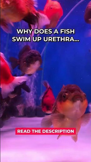 Candiru Fish Attacks Humans #Shorts