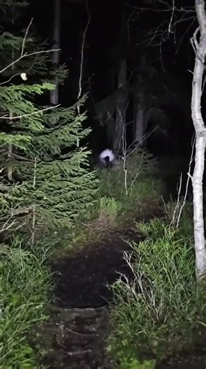 The sound of cracking branches wasn’t mine I thought I could escape 😵😫