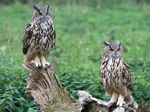 Top 8 Owls In Ohio: Common Types & Species To Identify