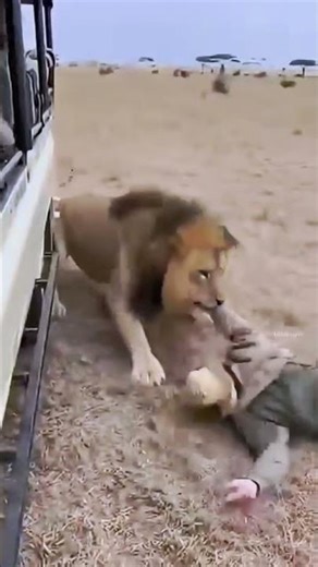 why do Tourists do this: who is to blame tourists or Driver Guide? #driverguide #tourists #safari