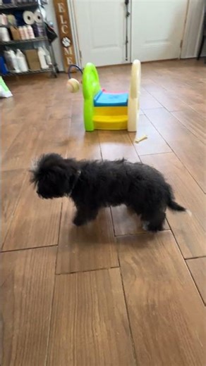 Male Yorkichon #cutepuppies