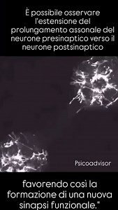 LEGGIMI 👇 Il trauma non è solo un’esperienza mentale, ma una condizione che lascia tracce profonde nel corpo e nel cervello. Quando viviamo un evento traumatico, il sistema nervoso entra in uno stato di ipervigilanza per proteggerci, attivando meccanismi di lotta, fuga o congelamento. Tuttavia, se il trauma non viene elaborato, il cervello può rimanere "bloccato" in questi schemi, rafforzando percorsi neurali legati alla paura, alla dissociazione e al disagio cronico. Ma c’è una buona notizia: 